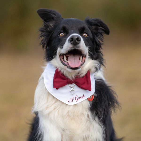 Border Collie VIP Guest Bow Tie