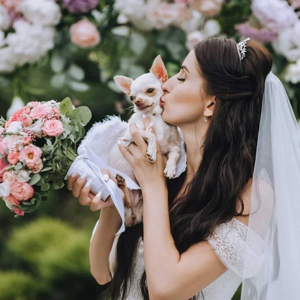 Bride and Chihuahua