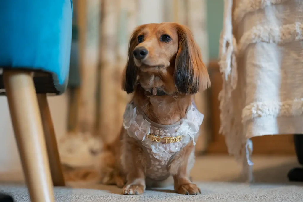 Maple the Long Haired Dachshund