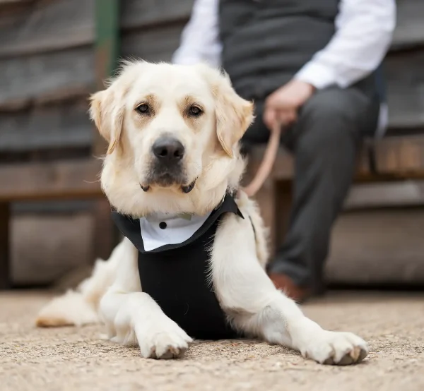 Bruno The Golden Retiever