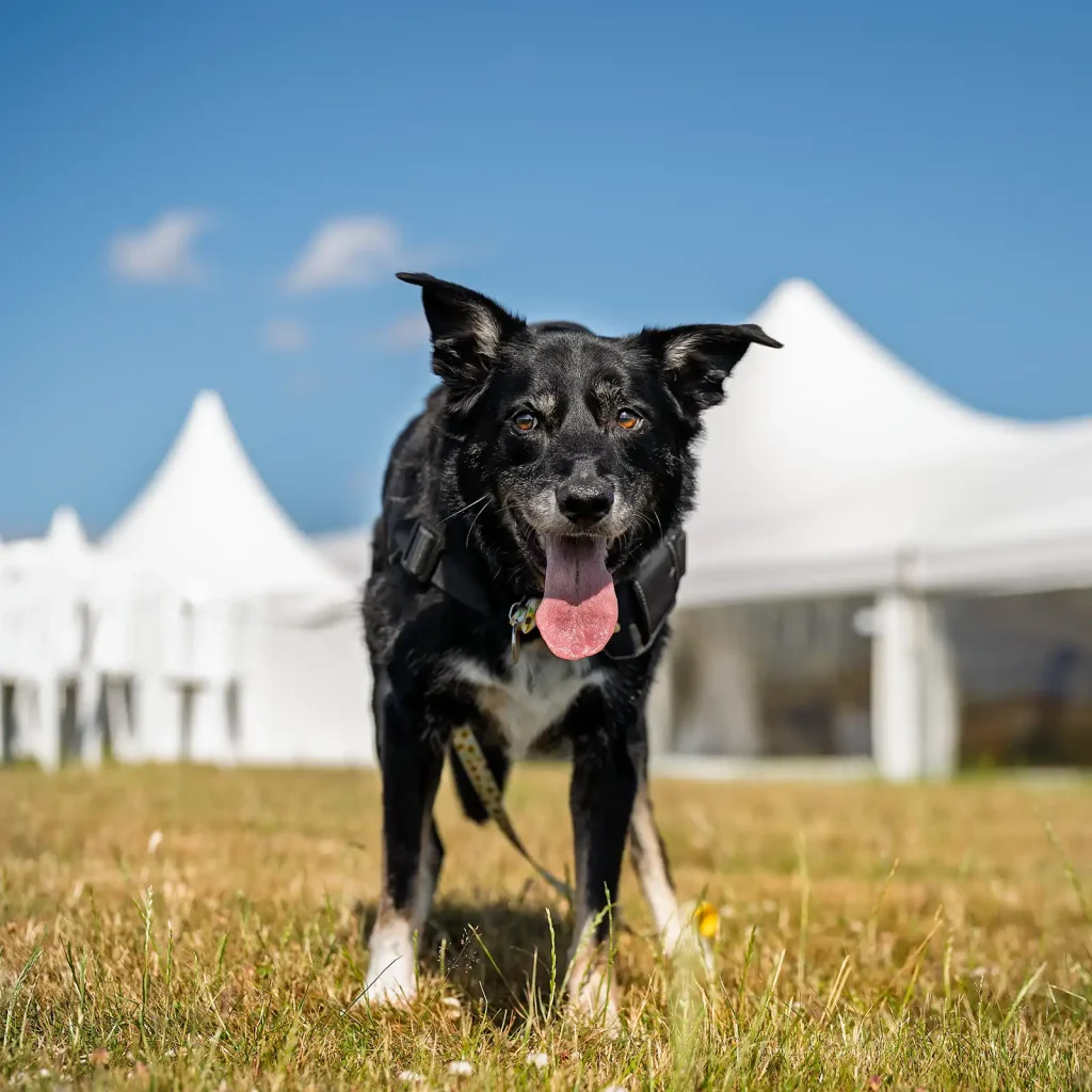 Chip at Home Farm Events near Daventry Chip at Home Farm Events Daventry