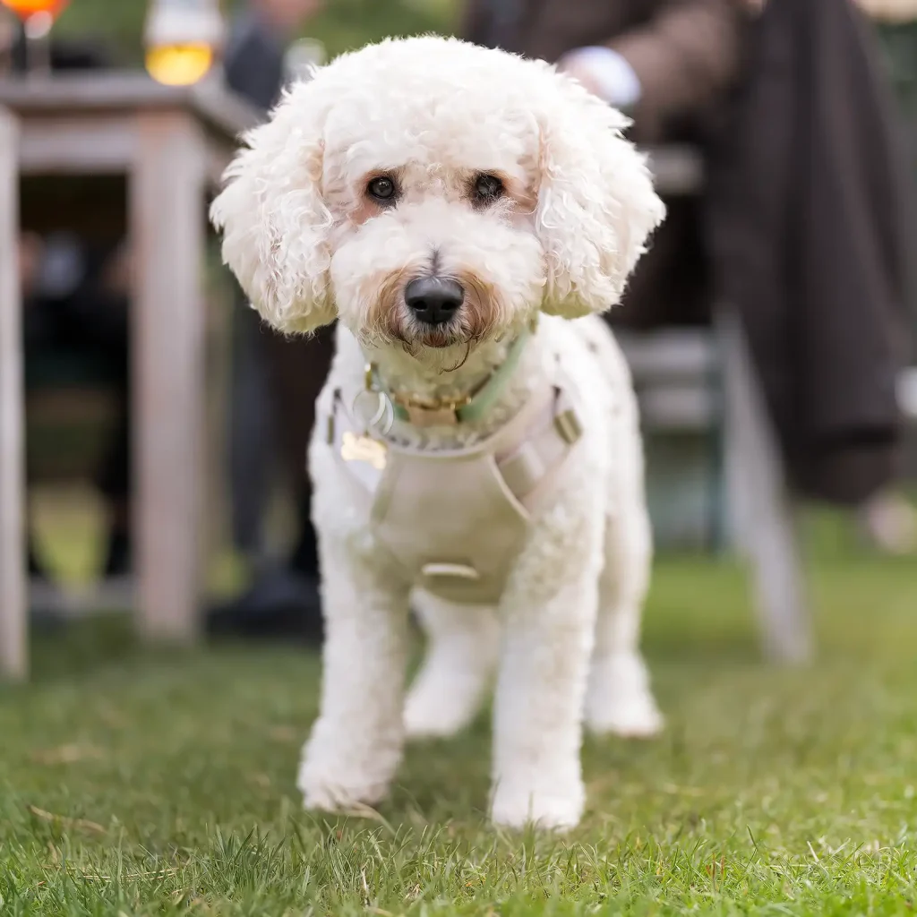 Cody the Cavapoochon